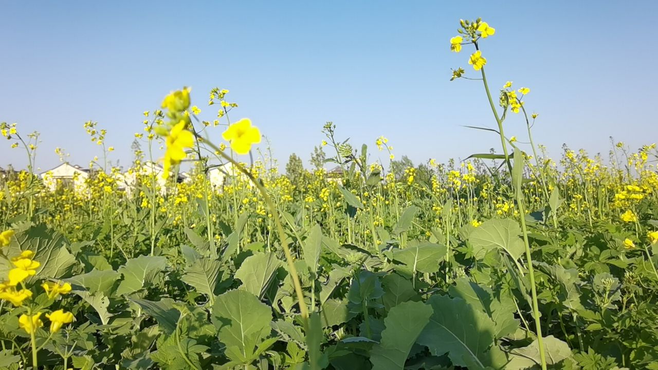 固安来康郡油菜花开了5126 作者:浪里白条 帖子ID:307628 油菜花开,花开了